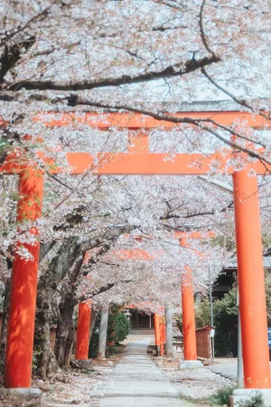 sakura_jinjya
